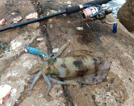 エギング絶好調継続！